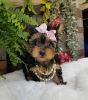 Catalina , a female Yorkshire Terrier for sale in Bolivar, MO – 7 of 10