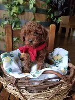 Peppers , a male Poodle - Toy  for sale in Bolivar, MO – 4 of 8