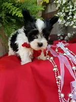 Rocky, a male Morkie for sale in Bolivar, MO – 7 of 10
