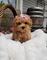 Lucy, a female Maltipoo for sale in Bolivar, MO – Photo 8 of 8