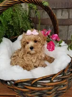 Lucy, a female Maltipoo for sale in Bolivar, MO – Photo 7 of 8