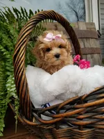 Lucy, a female Maltipoo for sale in Bolivar, MO – Photo 4 of 8