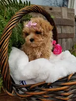 Lucy, a female Maltipoo for sale in Bolivar, MO – Photo 5 of 8