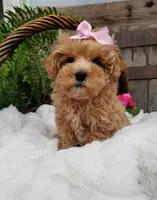Lucy, a female Maltipoo for sale in Bolivar, MO – Photo 1 of 8