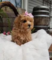 Lucy, a female Maltipoo for sale in Bolivar, MO – Photo 6 of 8
