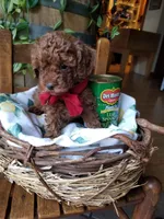 Peppers , a male Poodle - Toy  for sale in Bolivar, MO – 7 of 8