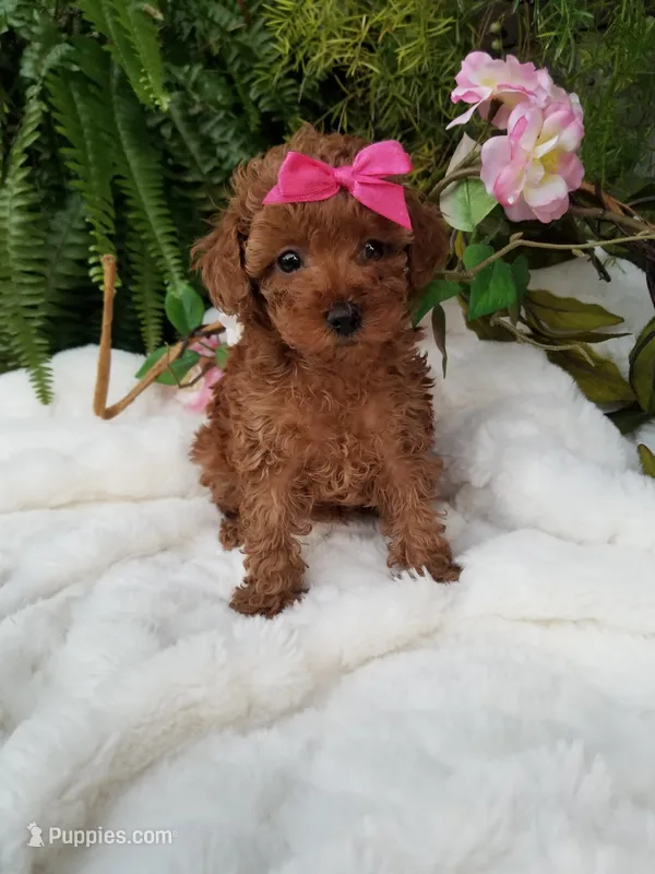 Dolly – Poodle - Toy  puppy for sale in Bolivar, MO