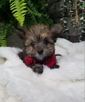 Benny, a male Morkie for sale in Bolivar, MO – 1 of 10