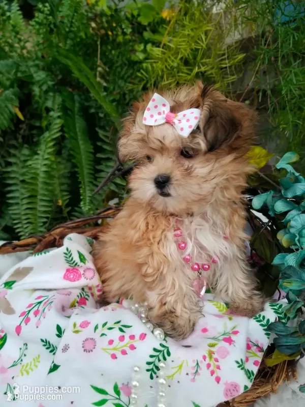 Kitty  – Morkie puppy for sale in Bolivar, MO