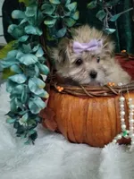 Catalina , a female Morkie for sale in Bolivar, MO – 7 of 10