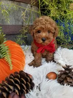 Paxton , a male Poodle - Toy  for sale in Bolivar, MO – 8 of 10