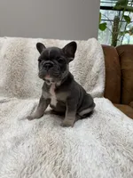 Yellow , a female French Bulldog for sale in Williamstown, NJ – 2 of 4