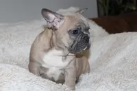 Chubster, a male French Bulldog for sale in Williamstown, NJ – 5 of 5