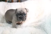 Pink , a female French Bulldog for sale in Williamstown, NJ – 2 of 5