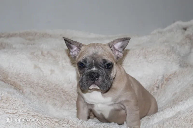 Blue – French Bulldog puppy for sale in Williamstown, NJ