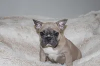 Chubster, a male French Bulldog for sale in Williamstown, NJ – 1 of 5