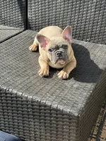 Chubster, a male French Bulldog for sale in Williamstown, NJ – 3 of 3