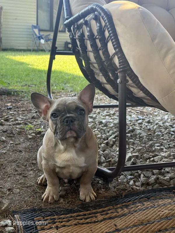 Chubster – French Bulldog puppy for sale in Williamstown, NJ