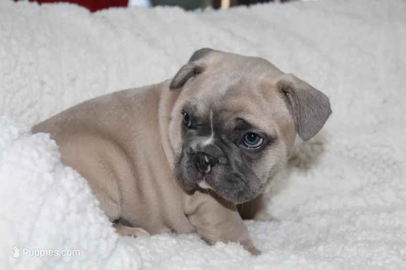 Blue – French Bulldog puppy for sale in Williamstown, NJ