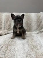 Yellow , a female French Bulldog for sale in Williamstown, NJ – 4 of 4