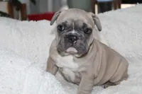 Blue, a male French Bulldog for sale in Williamstown, NJ – 2 of 5