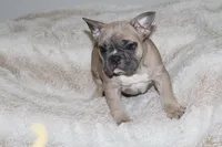 Chubster, a male French Bulldog for sale in Williamstown, NJ – 2 of 5