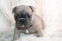 Pink , a female French Bulldog for sale in Williamstown, NJ – 4 of 5