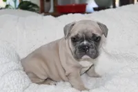 Blue, a male French Bulldog for sale in Williamstown, NJ – 3 of 5