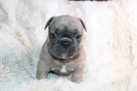 Pink , a female French Bulldog for sale in Williamstown, NJ – 5 of 5