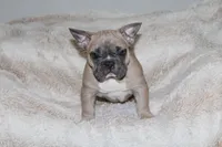 Chubster, a male French Bulldog for sale in Williamstown, NJ – 4 of 5