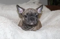 Star, a female French Bulldog for sale in Williamstown, NJ – 4 of 4