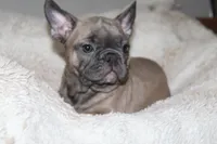 Star, a female French Bulldog for sale in Williamstown, NJ – 2 of 4