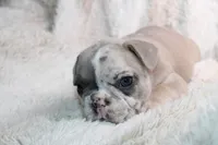 Pink , a female French Bulldog for sale in Williamstown, NJ – 3 of 5