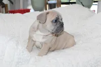 Blue, a male French Bulldog for sale in Williamstown, NJ – 5 of 5