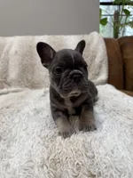 Yellow , a female French Bulldog for sale in Williamstown, NJ – 3 of 4