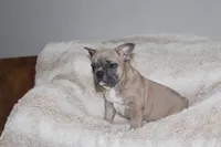 Chubster, a male French Bulldog for sale in Williamstown, NJ – 3 of 5