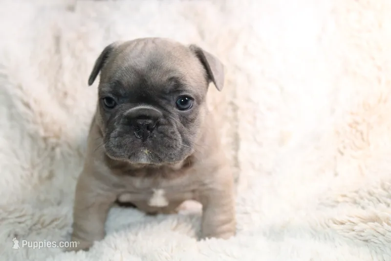 Pink  – French Bulldog puppy for sale in Williamstown, NJ