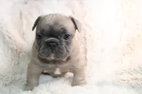 Pink , a female French Bulldog for sale in Williamstown, NJ – 1 of 5