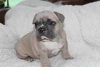Blue, a male French Bulldog for sale in Williamstown, NJ – 4 of 5