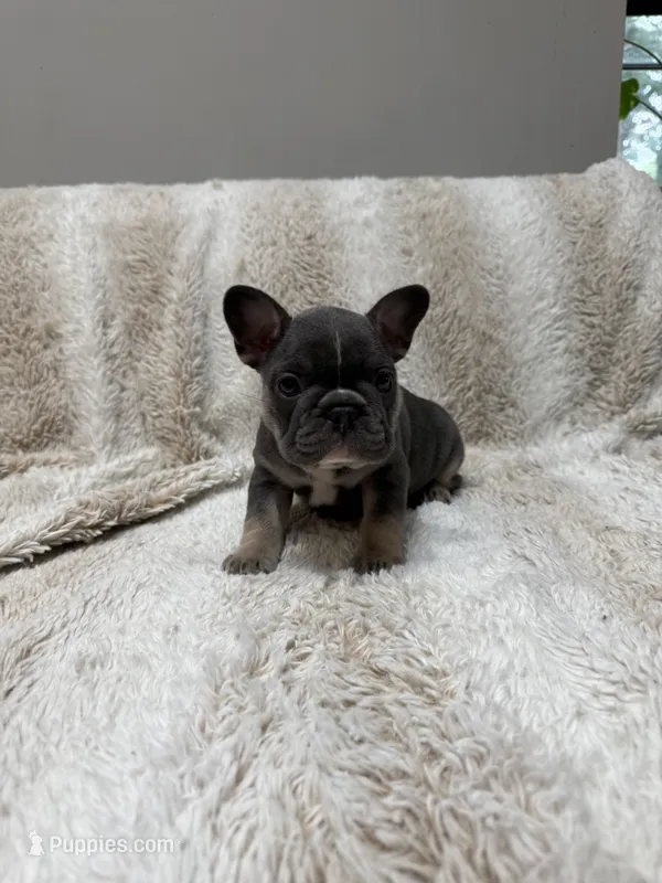 Yellow  – French Bulldog puppy for sale in Williamstown, NJ