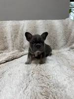 Yellow , a female French Bulldog for sale in Williamstown, NJ – 1 of 4