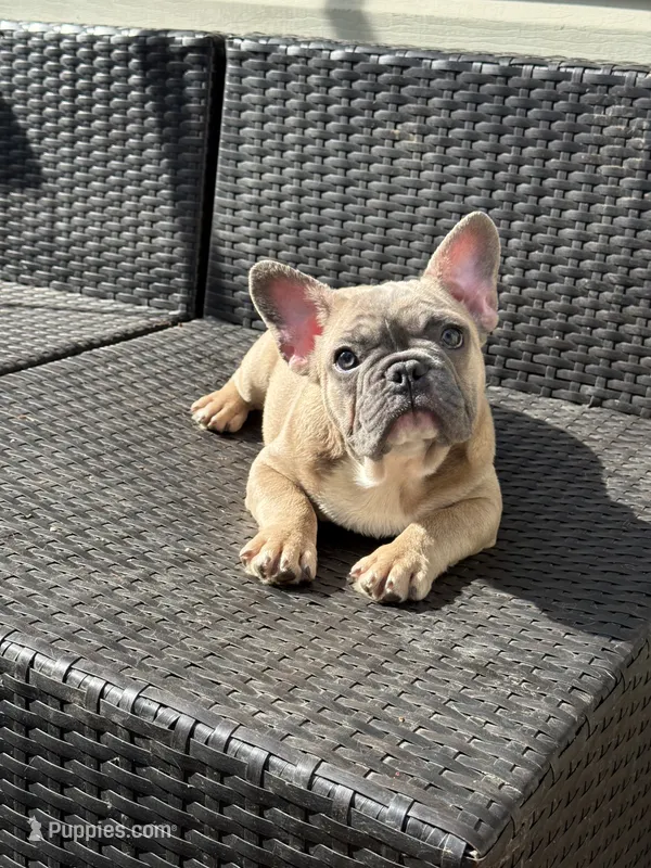 Chubster – French Bulldog puppy for sale in Williamstown, NJ
