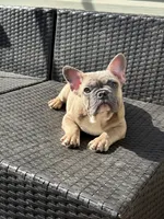 Chubster, a male French Bulldog for sale in Williamstown, NJ – 1 of 3