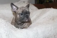 Star, a female French Bulldog for sale in Williamstown, NJ – 3 of 4