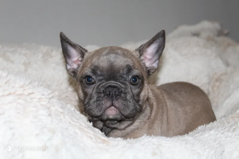 Pink  – French Bulldog puppy for sale in Williamstown, NJ