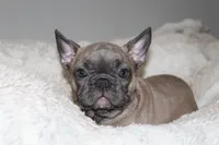 Star, a female French Bulldog for sale in Williamstown, NJ – 1 of 4