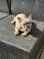 Chubster, a male French Bulldog for sale in Williamstown, NJ – 2 of 3