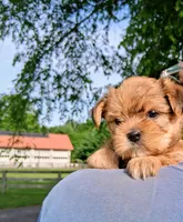 Sophia, a female Shorkie for sale in Martinsville, VA – 2 of 3