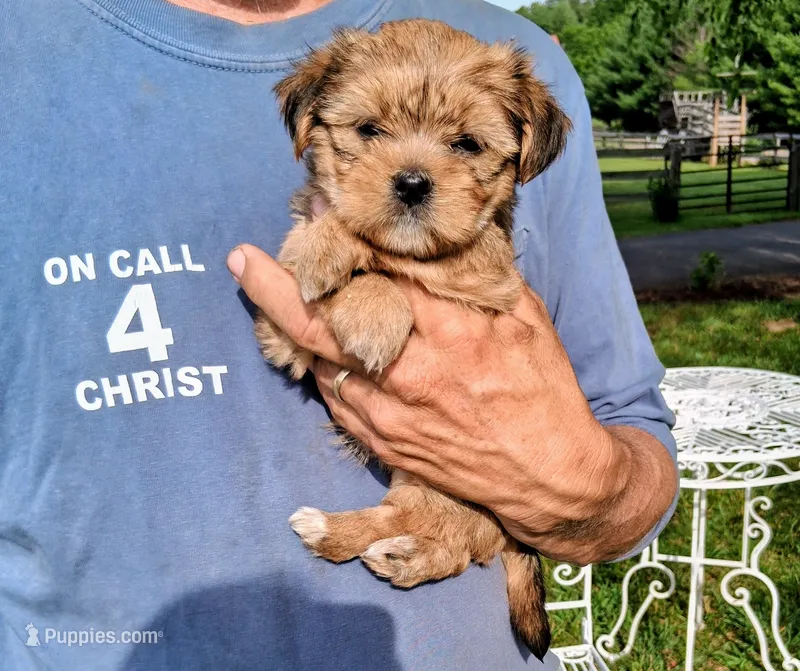 Sophia – Shorkie puppy for sale in Martinsville, VA