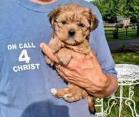 Sophia, a female Shorkie for sale in Martinsville, VA – 1 of 3